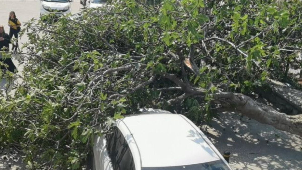 Bursa’da lodos yüzünden devrilen ağaç, bir kadını yaraladı