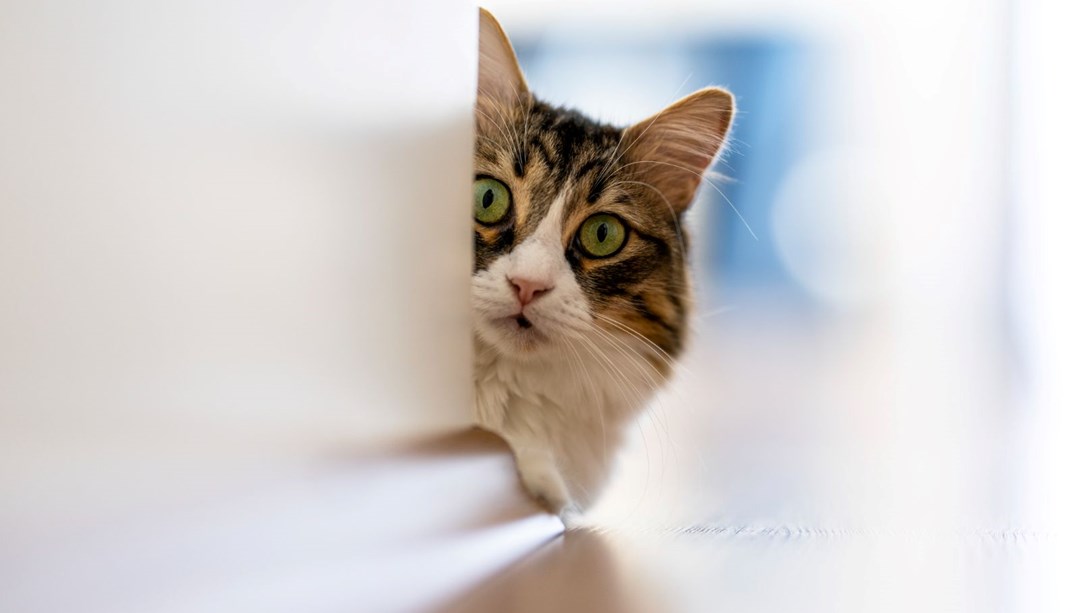 Polonya’da kediler ‘istilacı yabancı tür’ ilan edildi