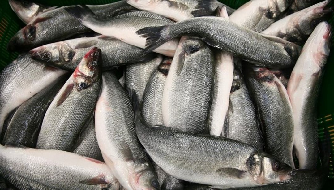 Mart ayında hangi balıklar yenir? İşte aylara göre tüketilmesi önerilen balıklar