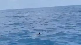 Koruma altındaki ay balığı Antalya’da görenleri büyüledi! Tekne turu yapan vatandaşlara şov yaptı