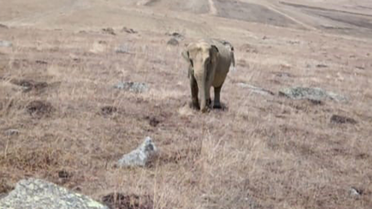 Ardahan’da ‘fil’ alarmı! Çobanın sosyal medyadan paylaştığı fil fotoğrafı ortalığı karıştırdı