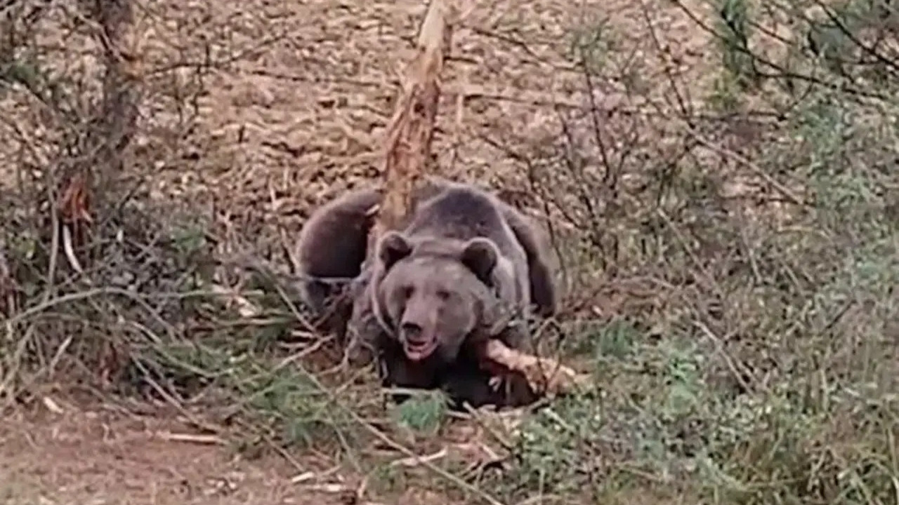 Bolu’da tellere takılan ayı, kurtarma ekibine saldırdı