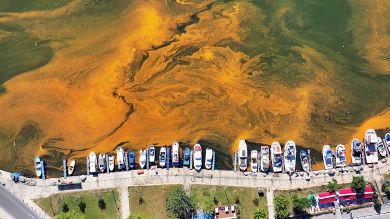 Büyükçekmece’de alg patlaması: Denizin rengi değişti
