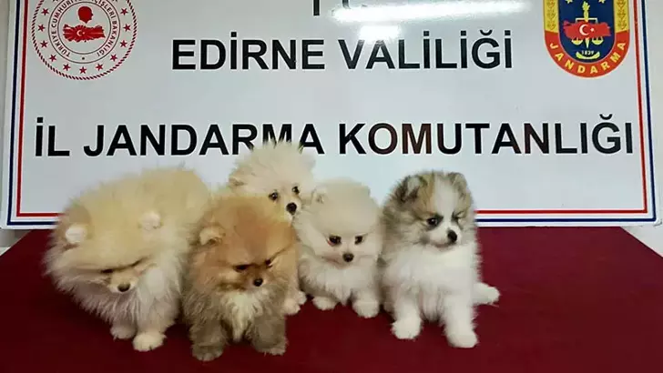 Edirne’de yurt dışından kaçak sokulan 5 cins yavru köpek ele geçirildi